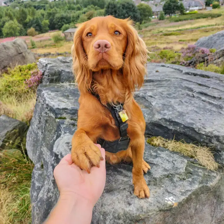 Cocker Spaniel (English)
