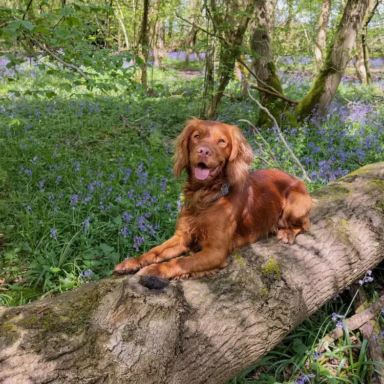 Cocker Spaniel (English)