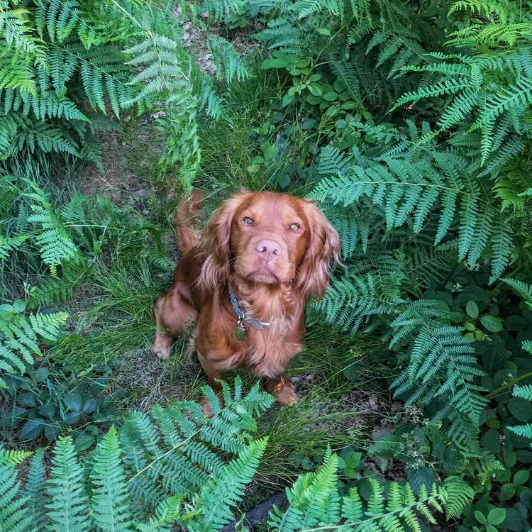 Cocker Spaniel (English)