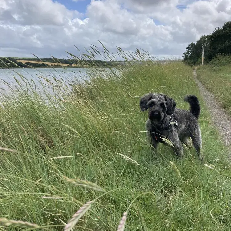 Schnoodle