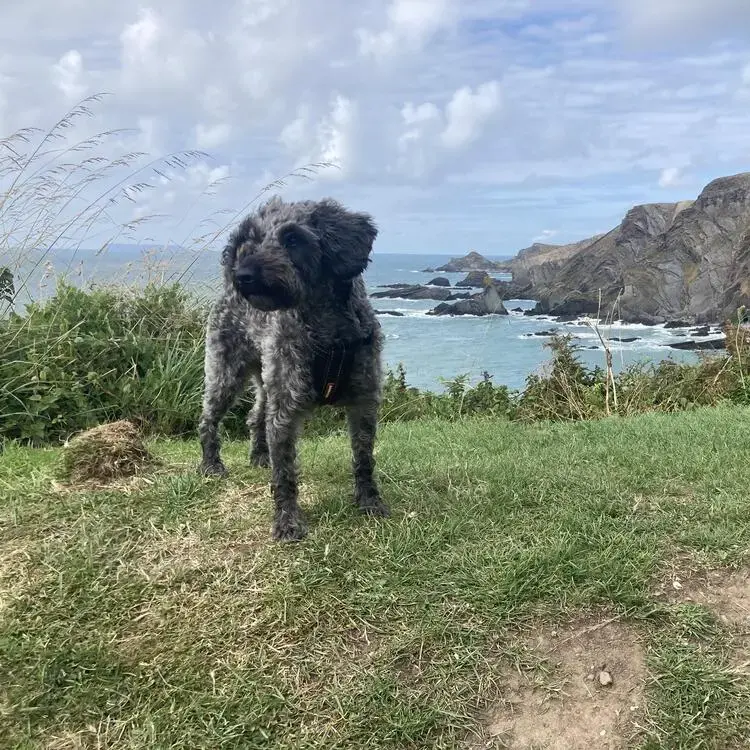 Schnoodle