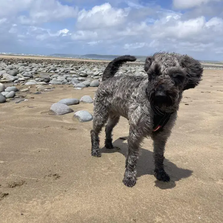 Schnoodle
