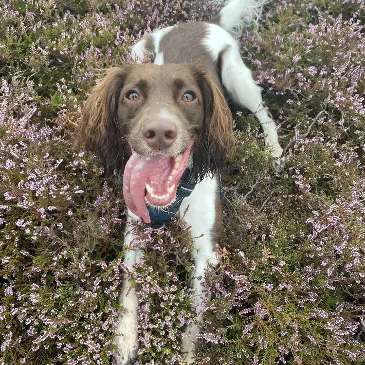 English Springer Spaniel