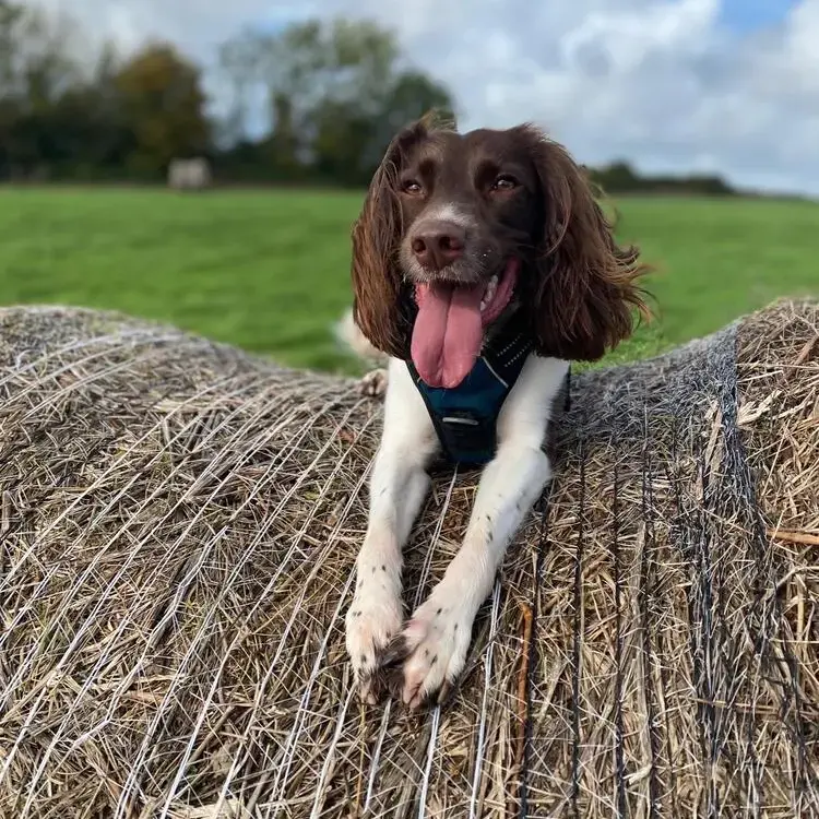 English Springer Spaniel
