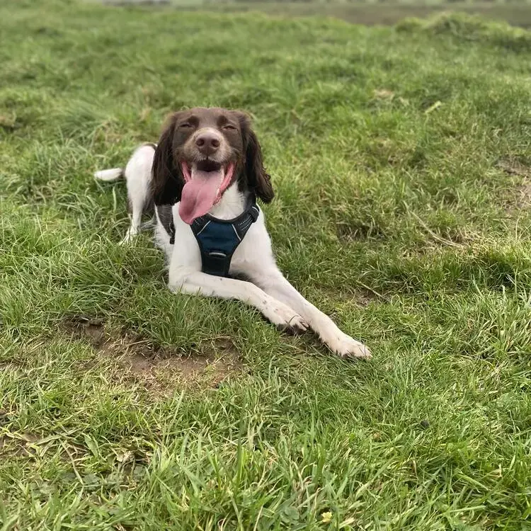 English Springer Spaniel