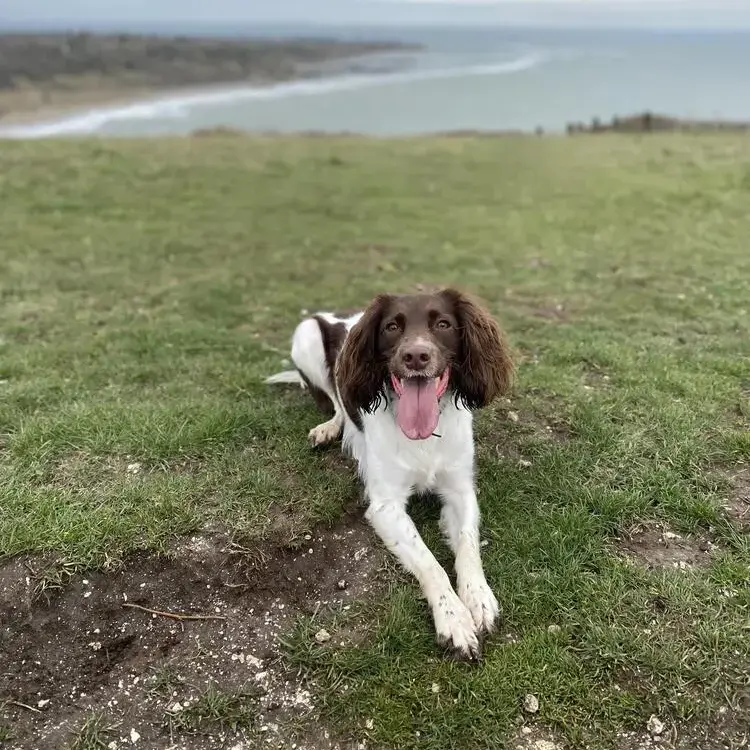 English Springer Spaniel