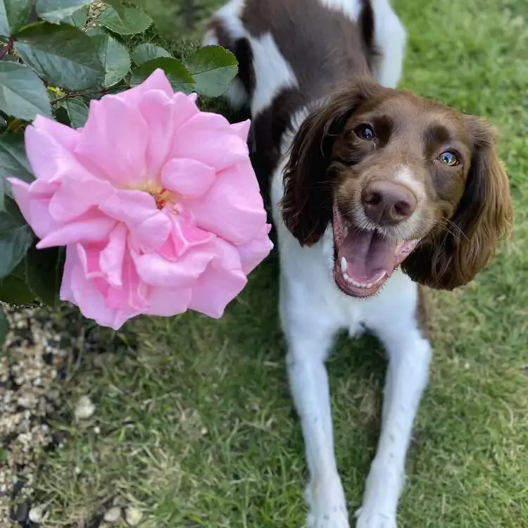 English Springer Spaniel