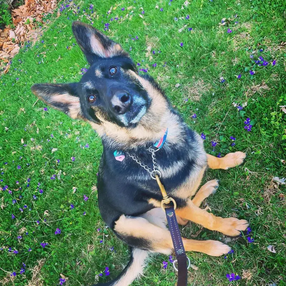 German Shepherd Dog