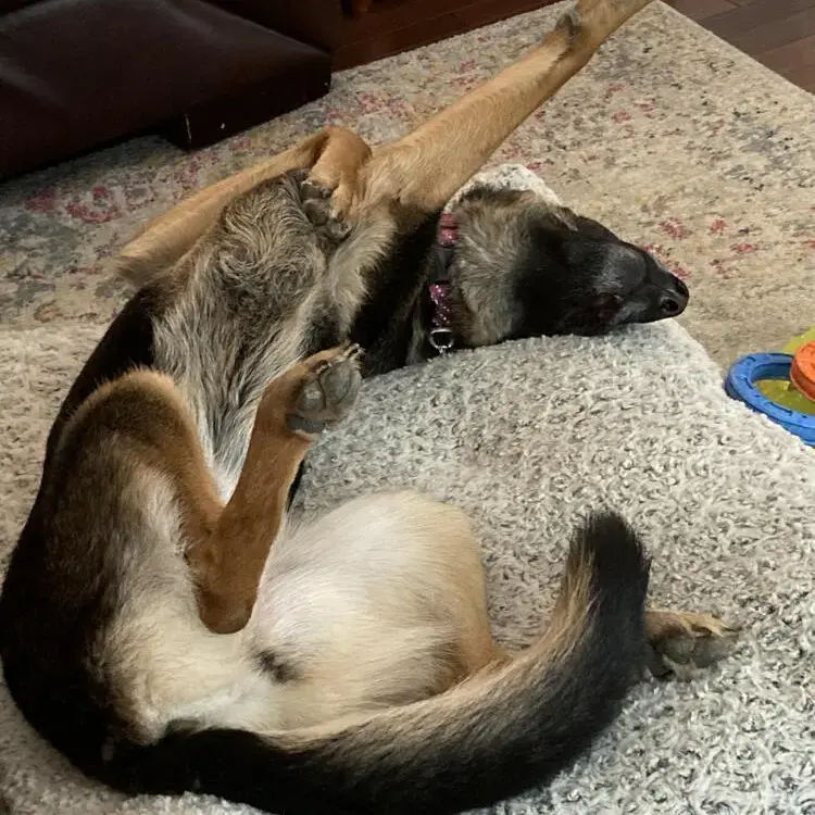 German Shepherd Dog