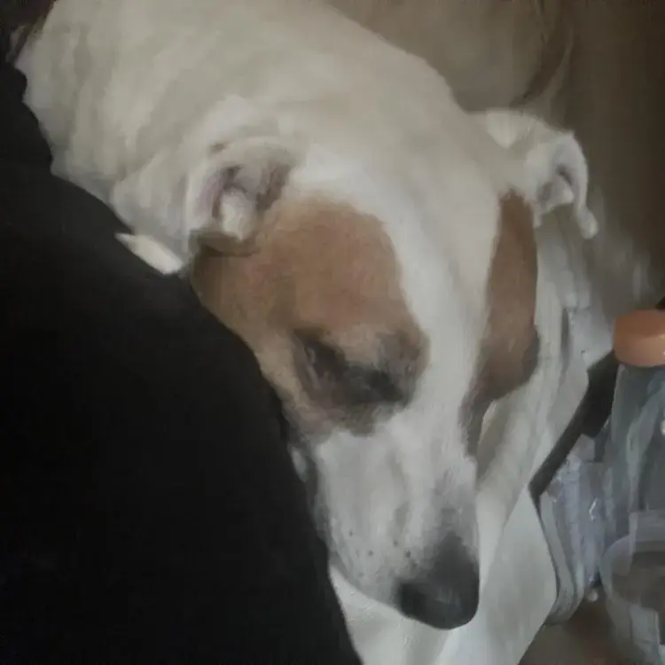 Staffordshire Bull Terrier