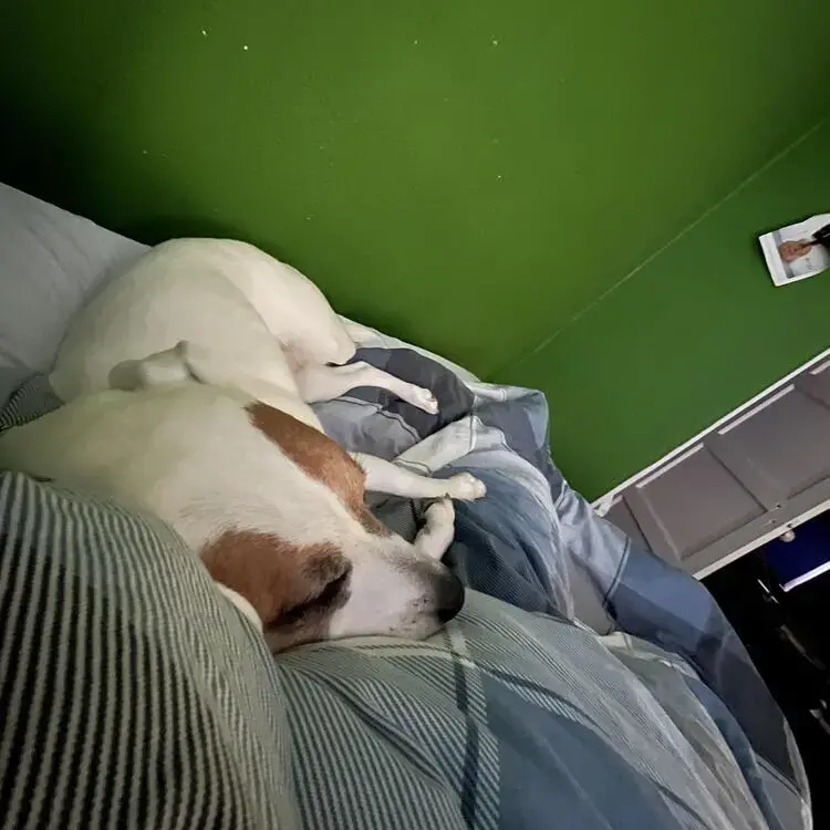 Staffordshire Bull Terrier