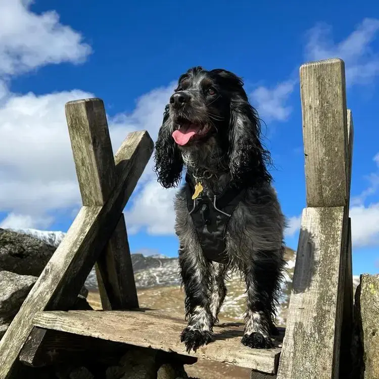 Cocker Spaniel (English)