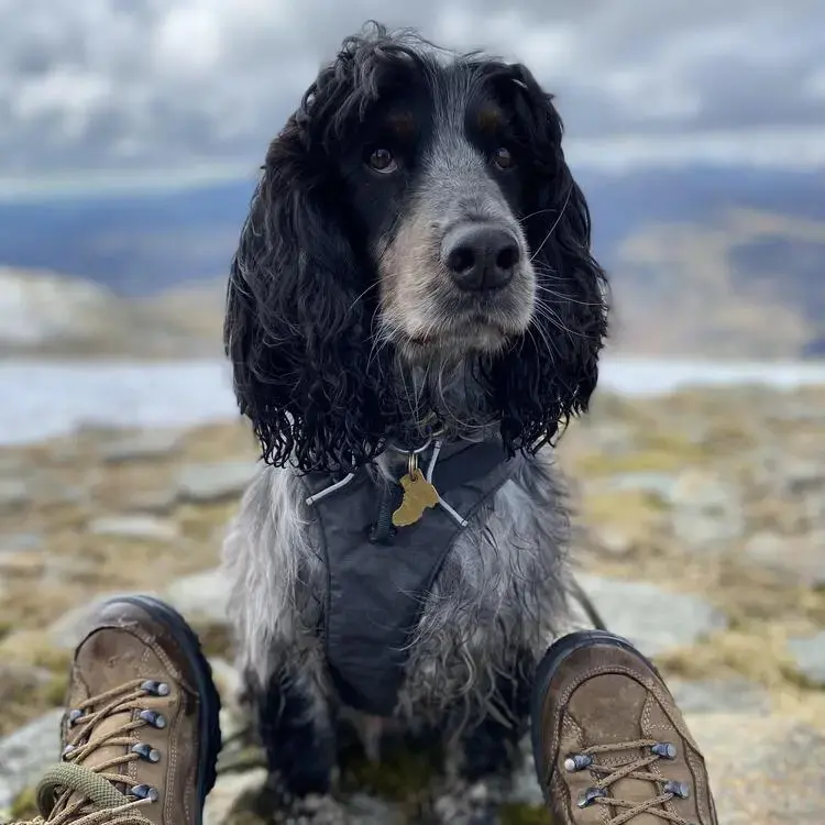 Cocker Spaniel (English)