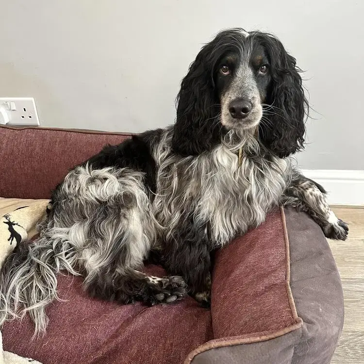 Cocker Spaniel (English)