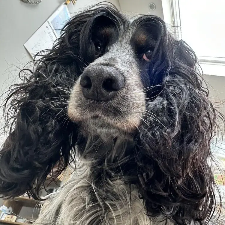 Cocker Spaniel (English)