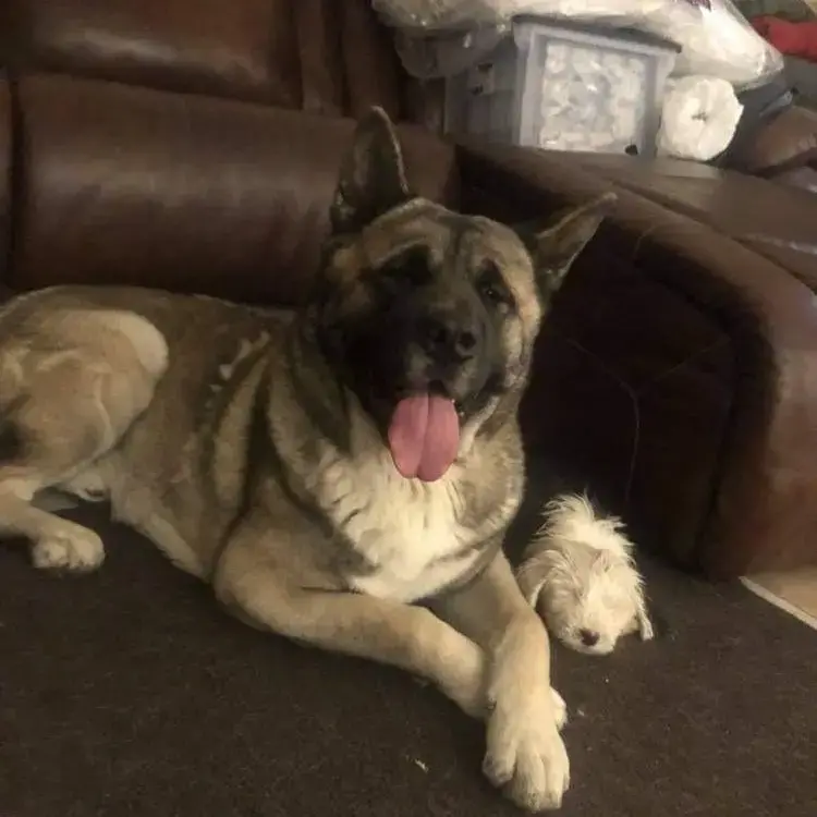 Japanese Akita