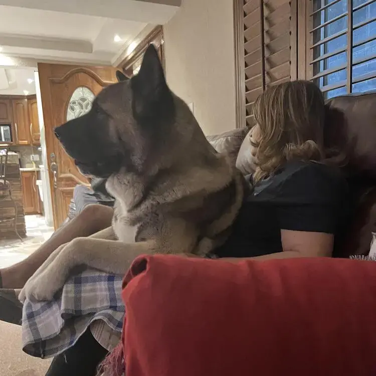 Japanese Akita