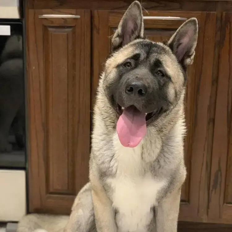 Japanese Akita