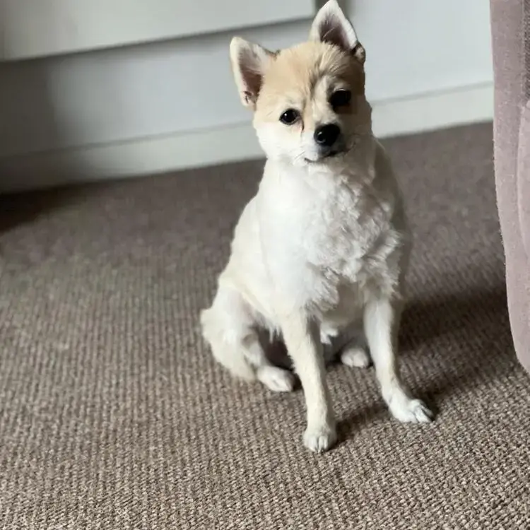 Pomeranian