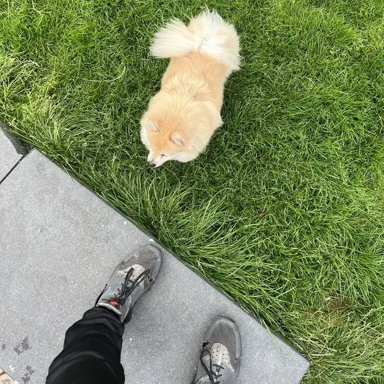 Pomeranian
