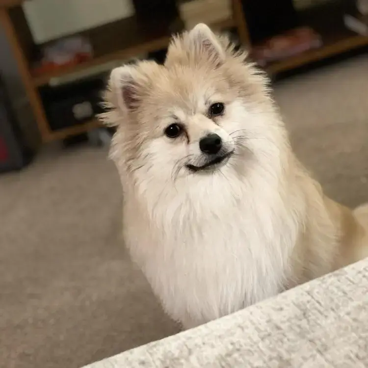 Pomeranian