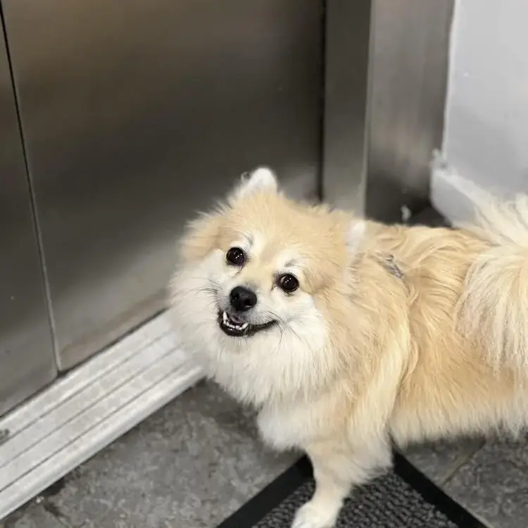Pomeranian