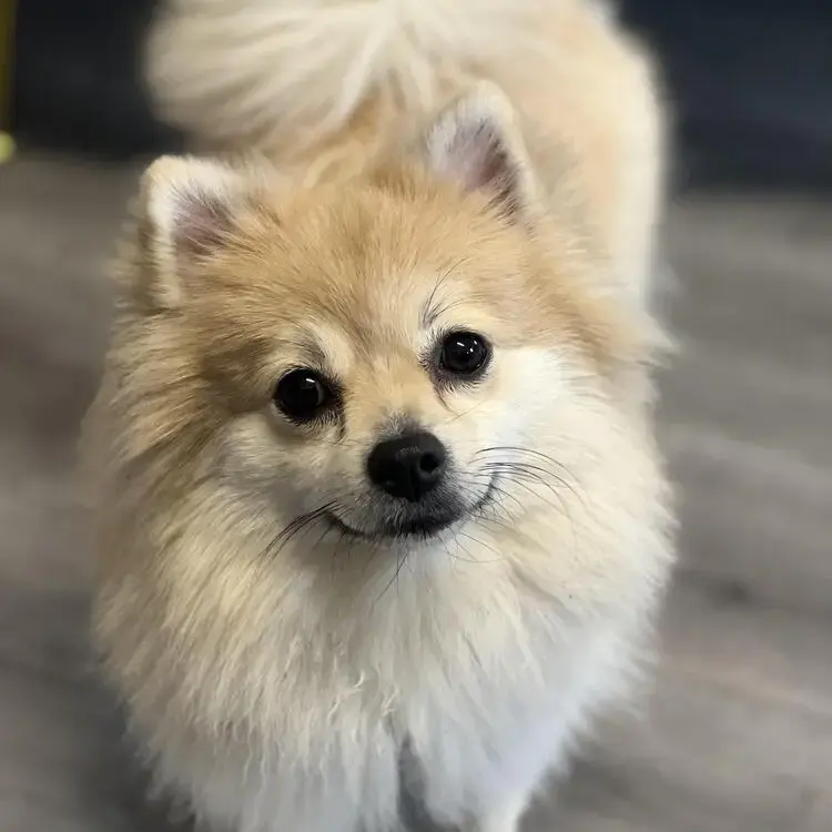 Pomeranian