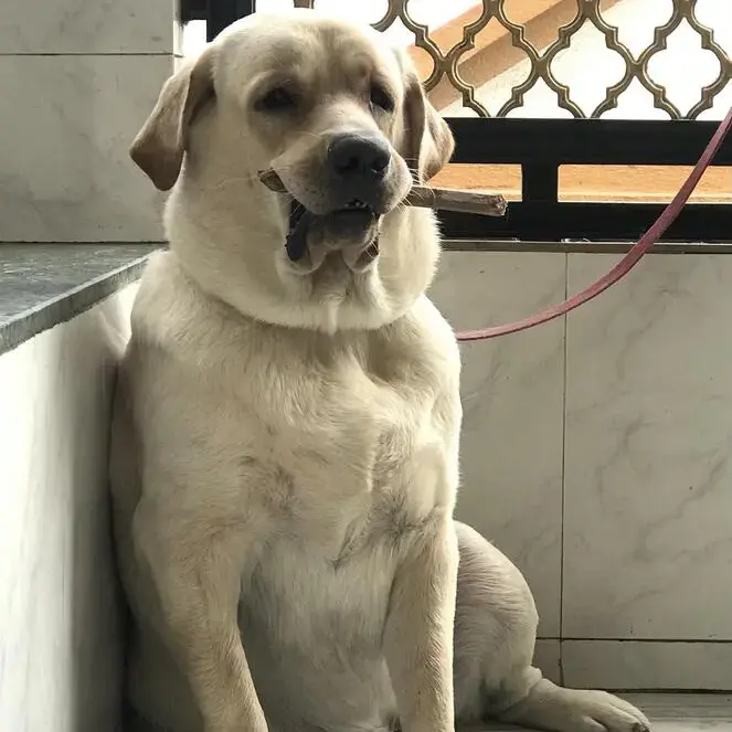 Labrador Retriever