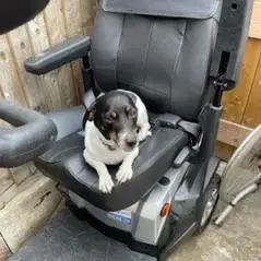 Jack Russell Terrier