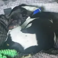 Jack Russell Terrier