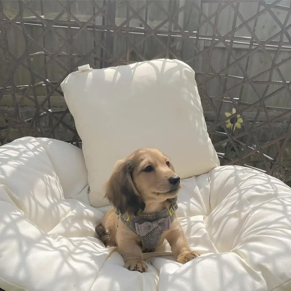 Dachshund (Miniature Long-Haired)