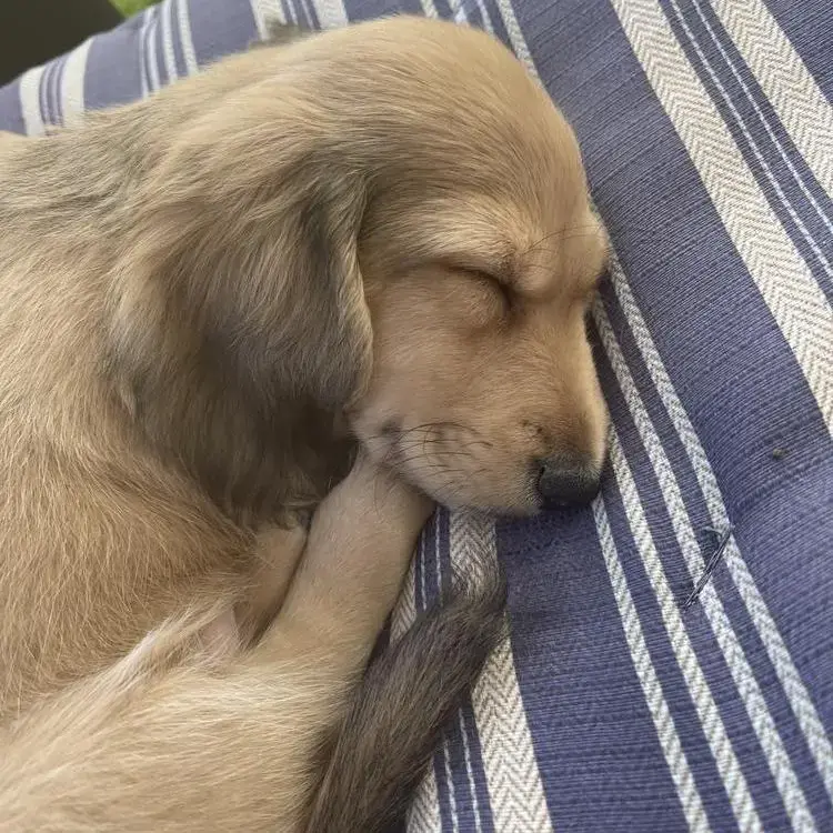 Dachshund (Miniature Long-Haired)
