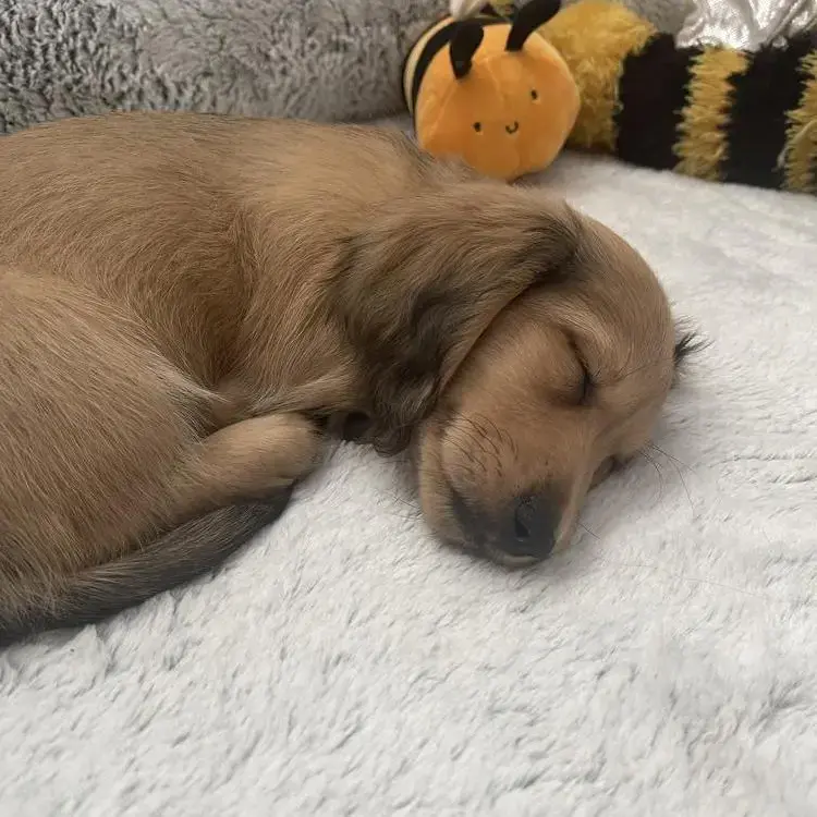 Dachshund (Miniature Long-Haired)