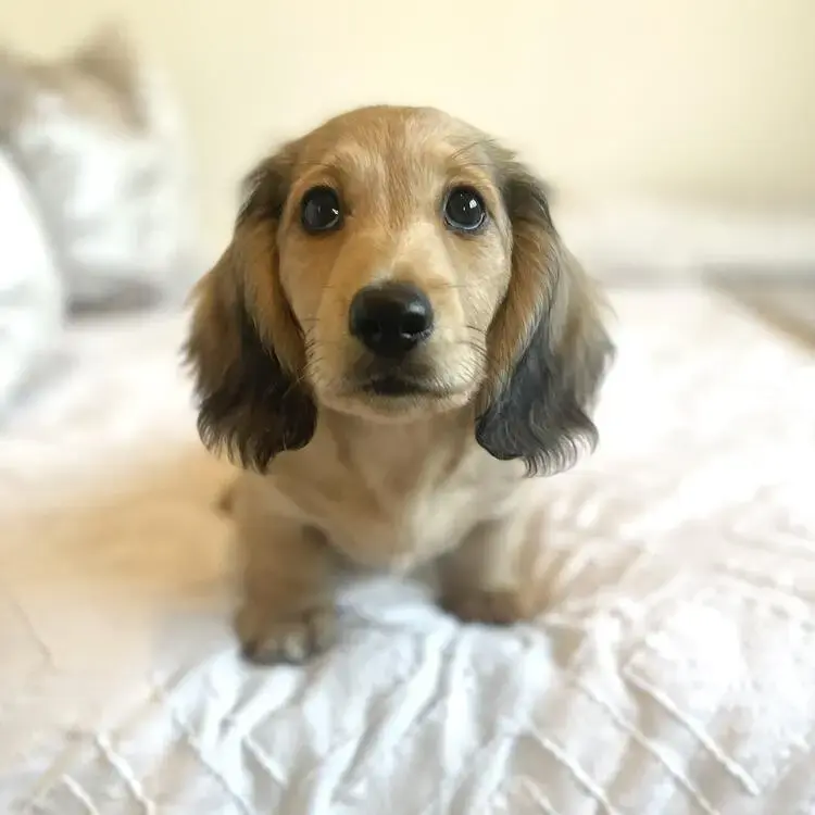 Dachshund (Miniature Long-Haired)