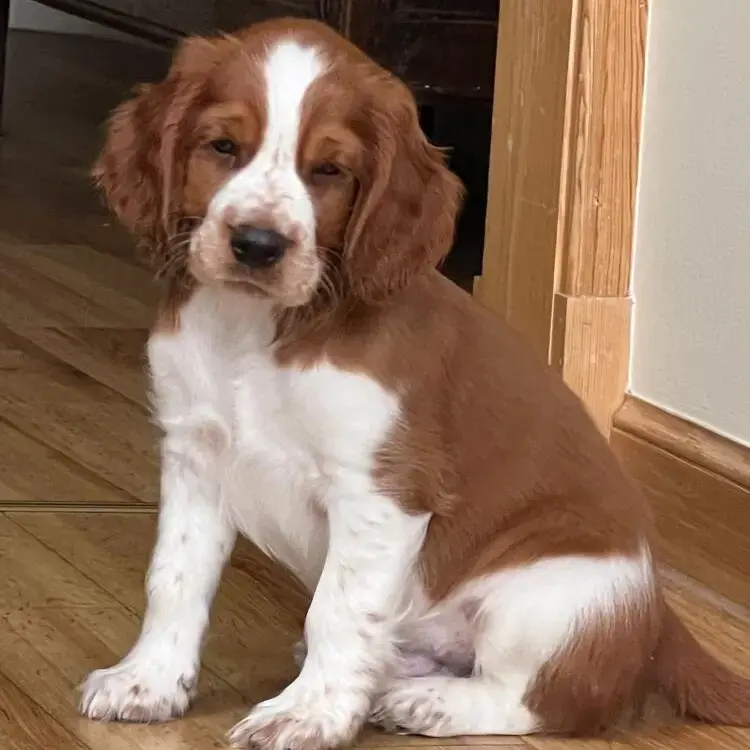 Welsh Springer Spaniel