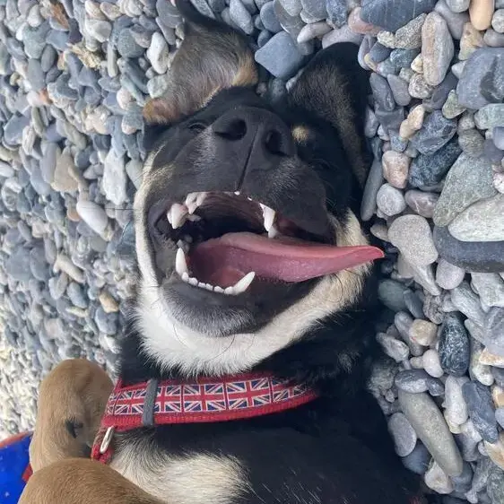 Anatolian Shepherd Dog
