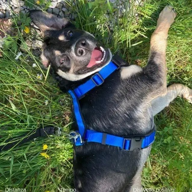 Anatolian Shepherd Dog