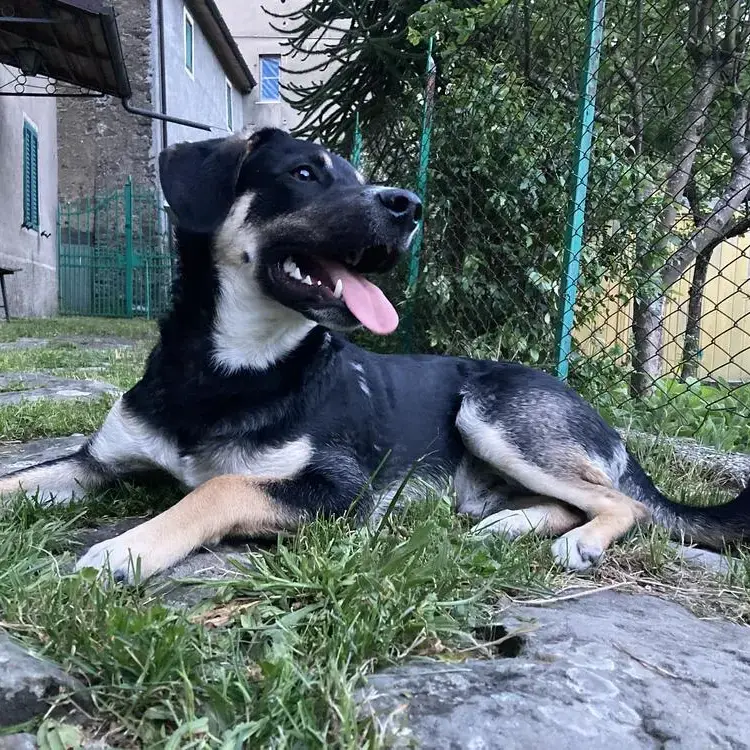 Anatolian Shepherd Dog