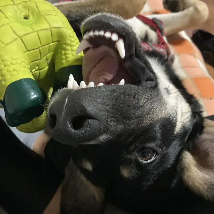 Anatolian Shepherd Dog