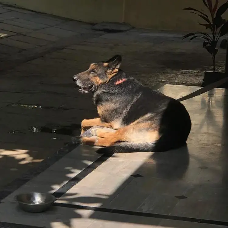 German Shepherd Dog