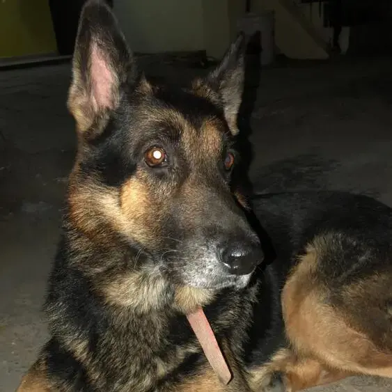 German Shepherd Dog