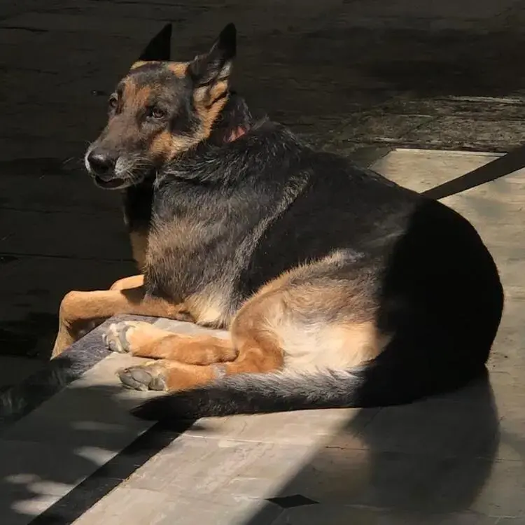 German Shepherd Dog