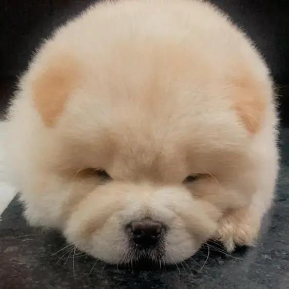 Chow Chow