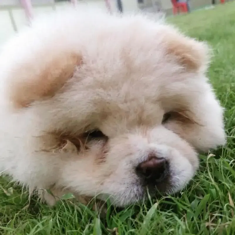 Chow Chow