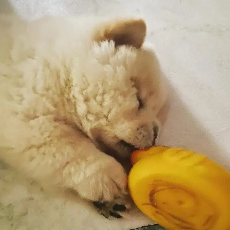 Chow Chow