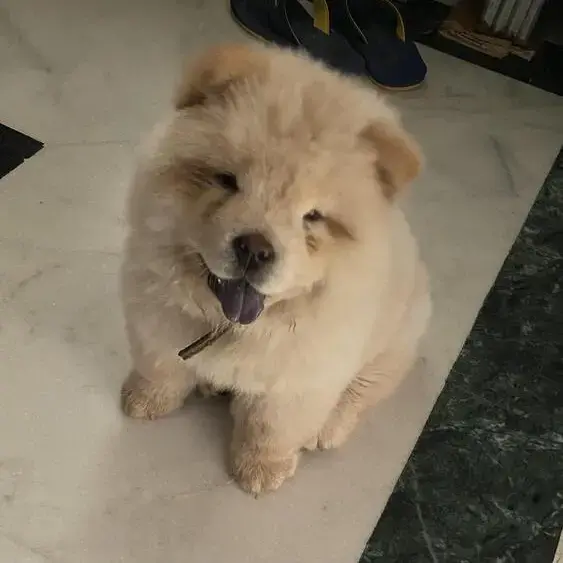 Chow Chow