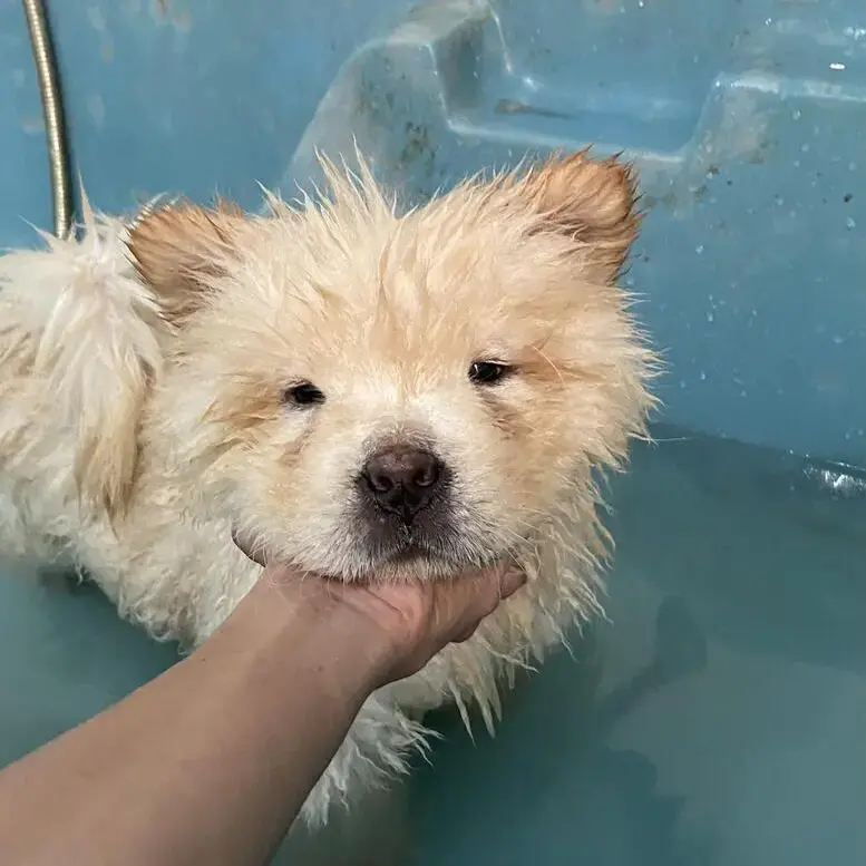 Chow Chow