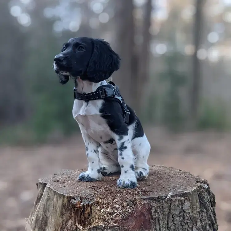 Cocker Spaniel (English)