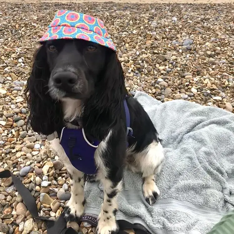 Cocker Spaniel (English)