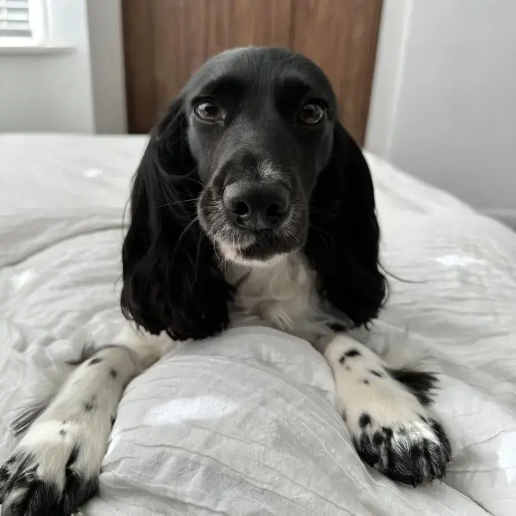 Cocker Spaniel (English)
